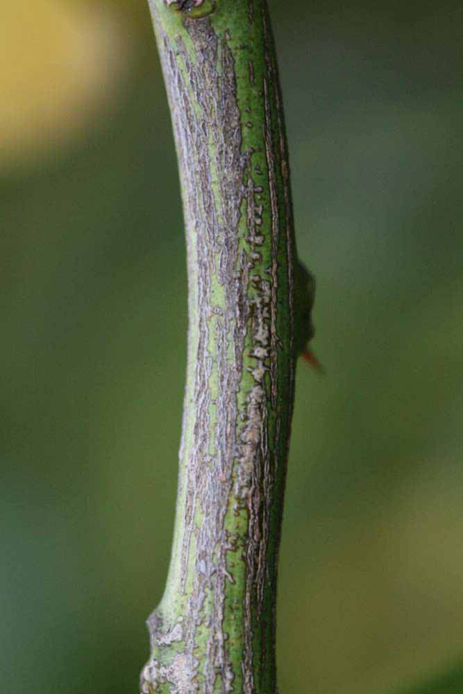                Second - third year twig (Prior, Riverside,   CA)       